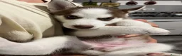 Husky cani in vendita: Cucciola di Siberian husky - Annuncio 4