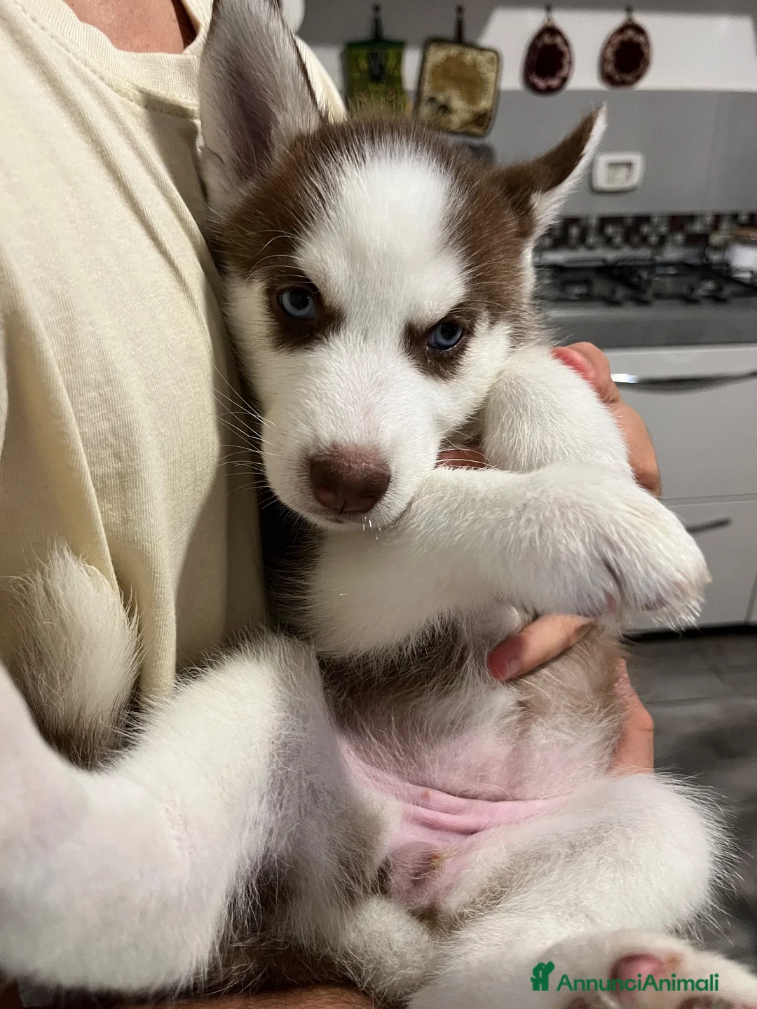 Husky cani in vendita: Cucciola di Siberian husky - Annuncio 4