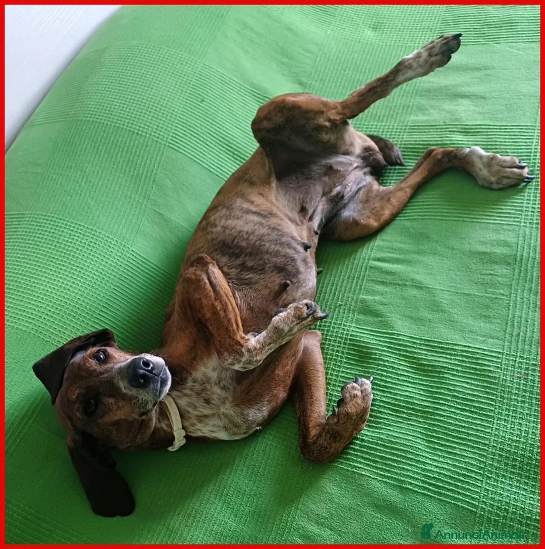 Meticcio cani in regalo: SVITOL segugetta 5 anni ha ancor bisogno - Annuncio 2