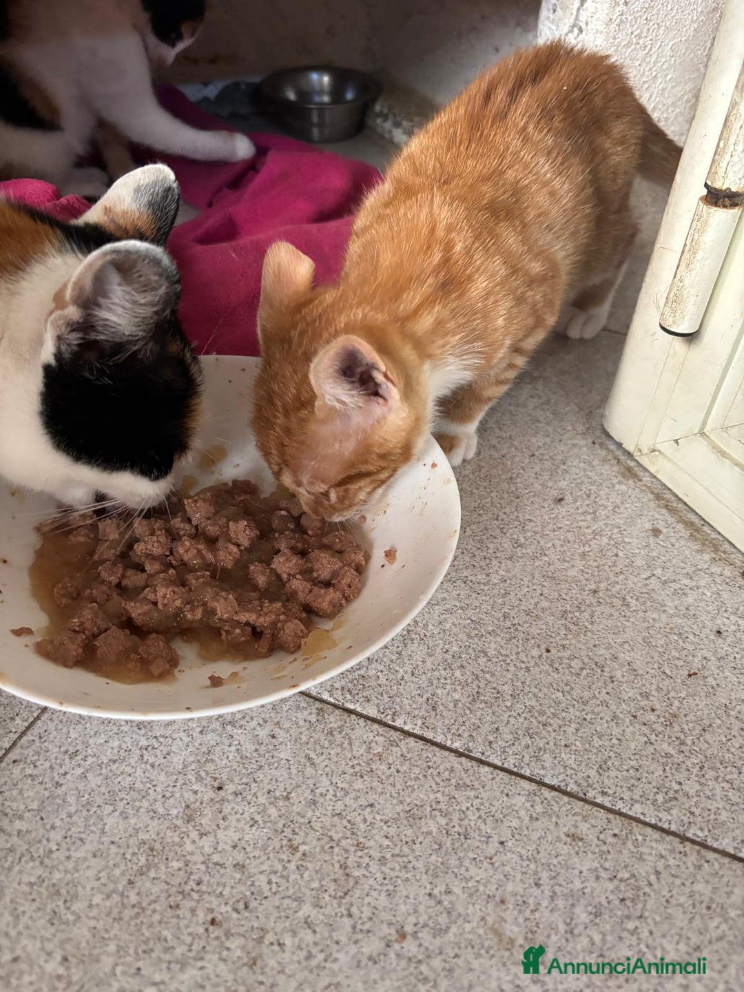 Europeo gatti in regalo: Gattini nati in casa - Annuncio 5