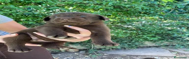 Labrador 6