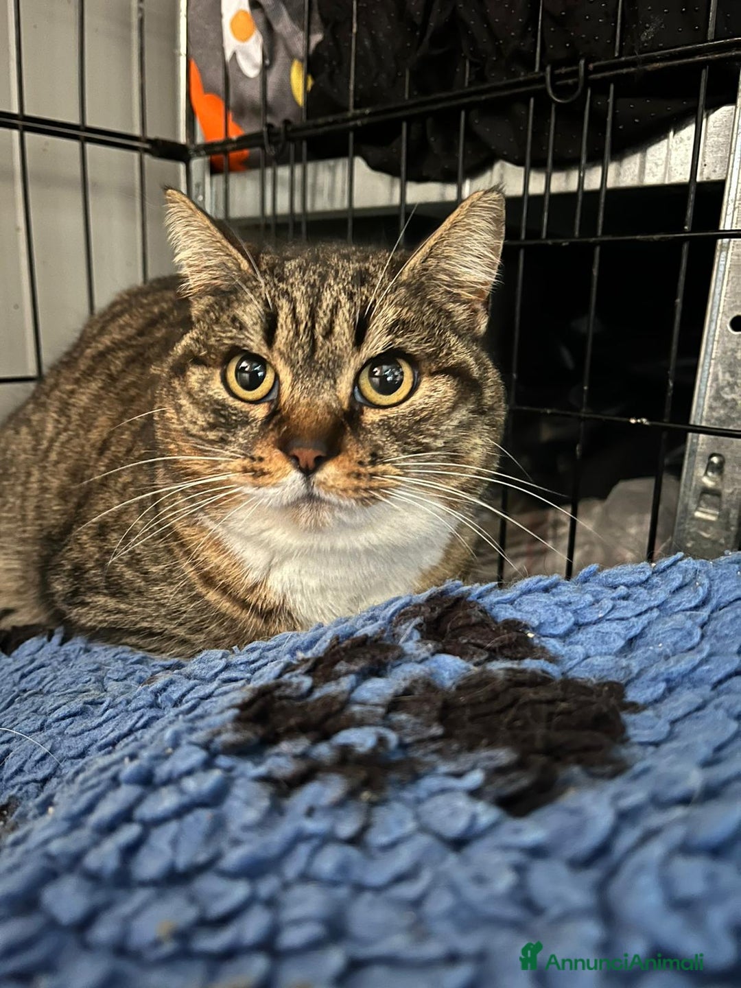 Europeo gatti in regalo: Sorelline 2 anni - Annuncio 2