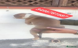 American Bully cani in vendita: AMERICAN BULLY ultime cucciole coccolose - Immagine 3