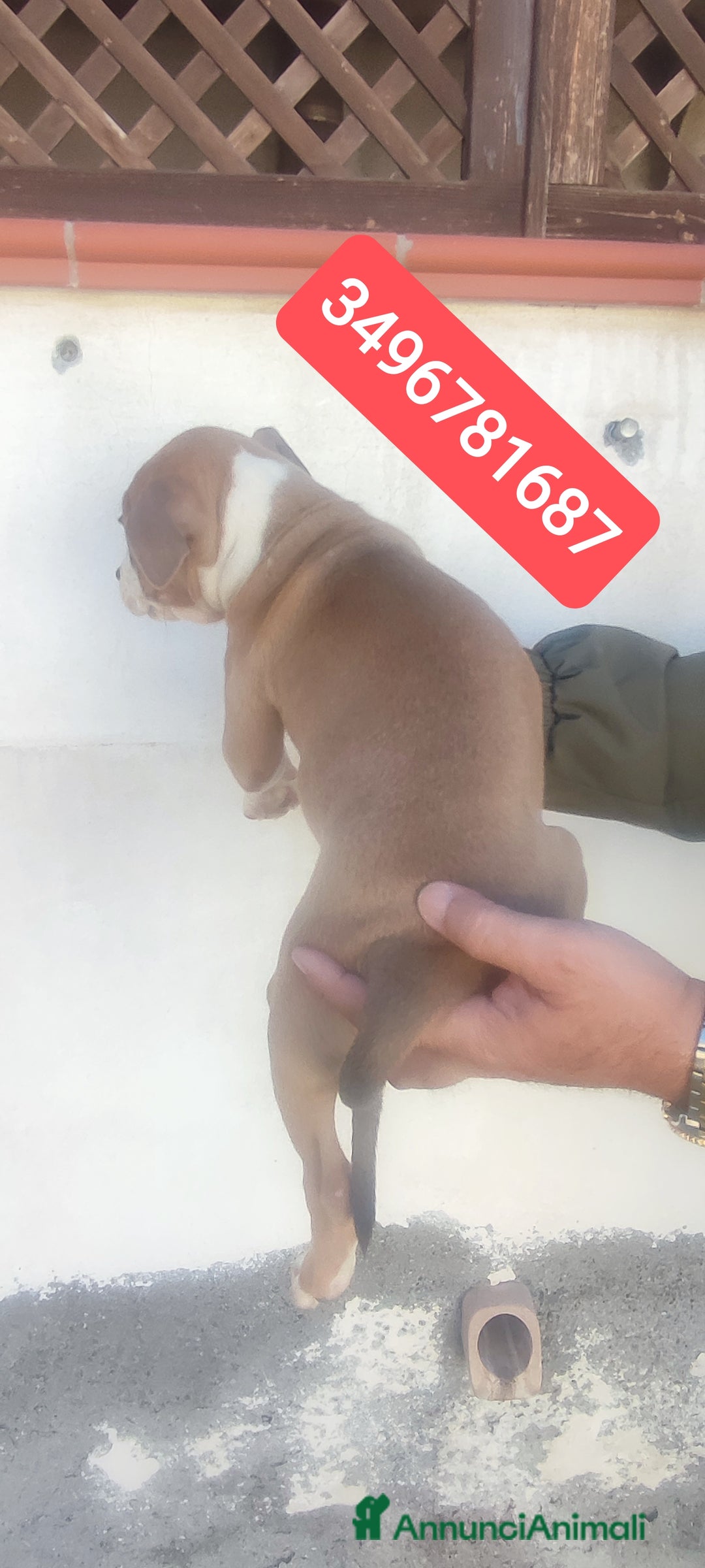 American Bully cani in vendita: AMERICAN BULLY ultime cucciole coccolose - Immagine 3