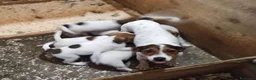 Jack Russell cani in vendita: Cucciolata jack Russell terrier con pedigree  - Annuncio 23