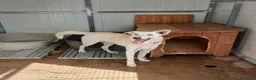 Meticcio cani in regalo: ERIS 🩷 LA VITA È MOLTO PIÙ DI UN BOX ♥️ a Provincia di Pistoia - Annuncio 3