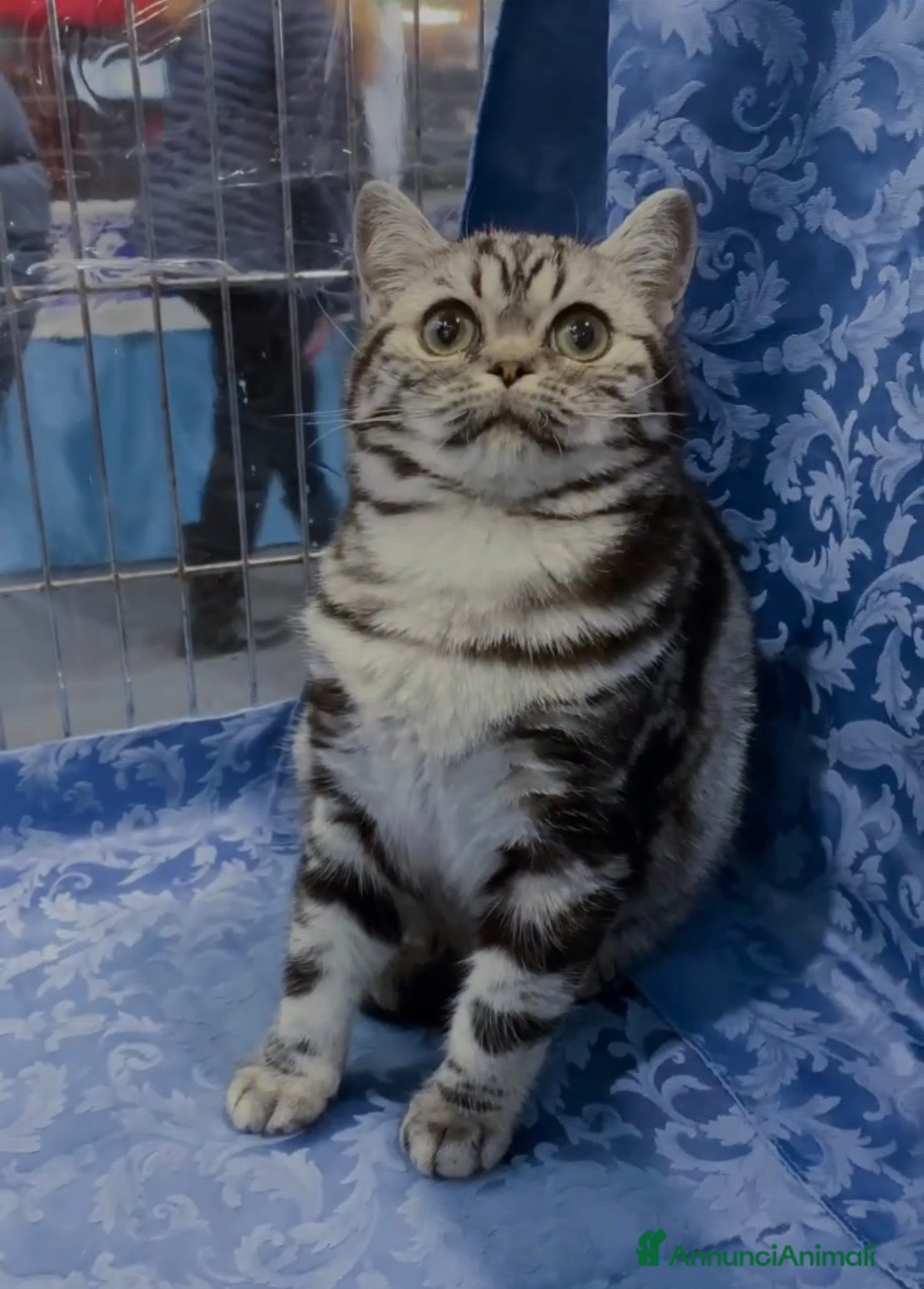British gatti BRITISH SHORTHAIR BLACK SILVER TABBY - Annuncio 2