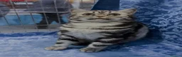British gatti in vendita: BRITISH SHORTHAIR BLACK SILVER TABBY - Annuncio 2