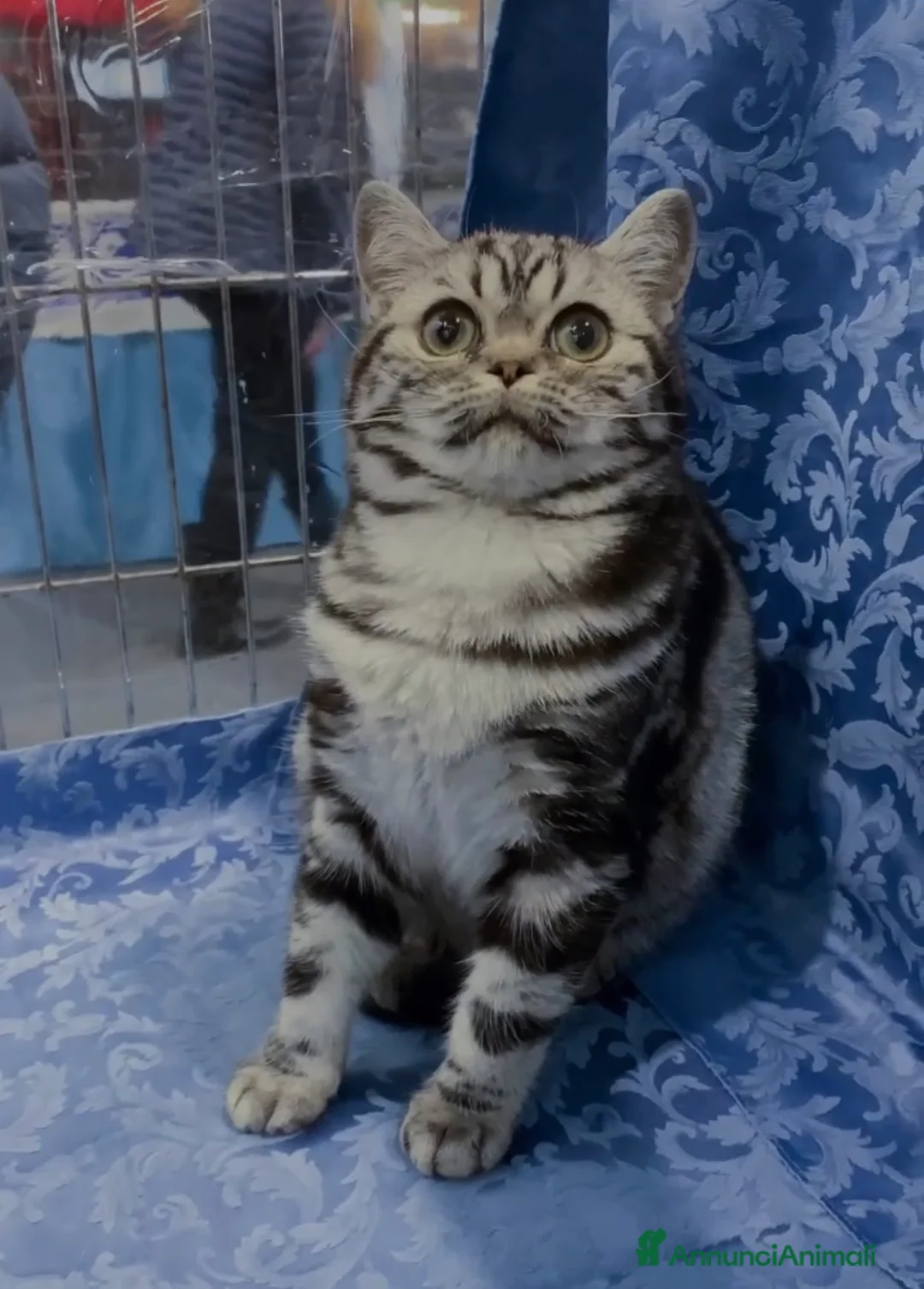British gatti in vendita: BRITISH SHORTHAIR BLACK SILVER TABBY - Annuncio 2