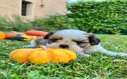 Shih Tzu cani in vendita: Shihtzu con PEDIGREE ENCI a Città metropolitana di Milano - Immagine 2