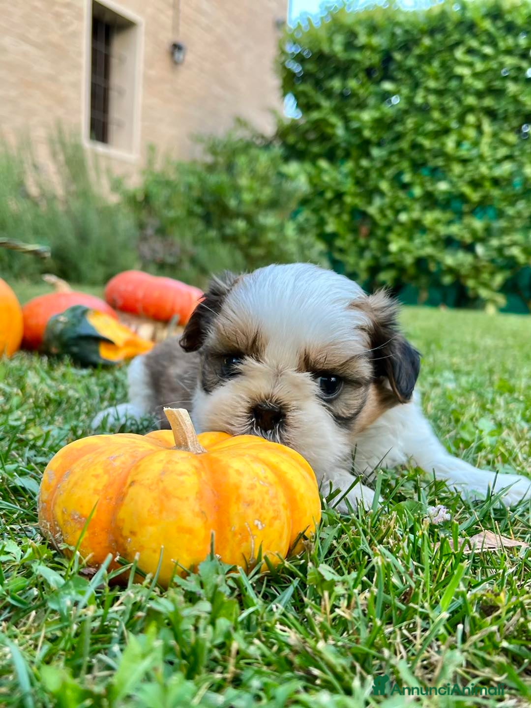 Shih Tzu cani in vendita: Shihtzu con PEDIGREE ENCI a Città metropolitana di Milano - Immagine 2