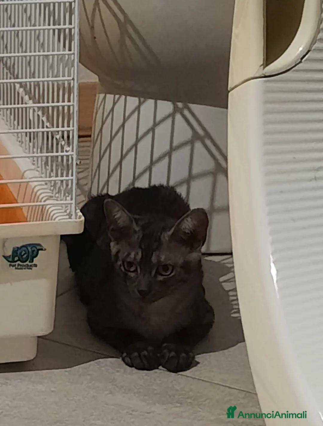 Meticcio gatti in regalo: Elodie cucciola meravigliosa - Annuncio 2