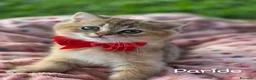 British gatti in vendita: Cuccioli British Golden e Silver - Annuncio 16