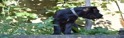 Cane Corso cani in vendita: Maschio di Cane Corso  - Annuncio 6