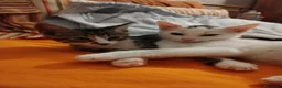 Europeo gatti in regalo: Si affida gratuitamente coppia fratellini maschi  - Annuncio 12