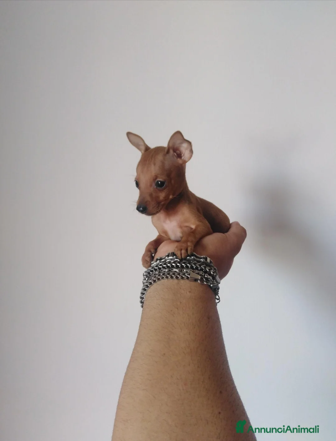 Pinscher Miniatura cani in vendita: Pinscher nani toy super cuccioli taglia piccola  - Annuncio 6