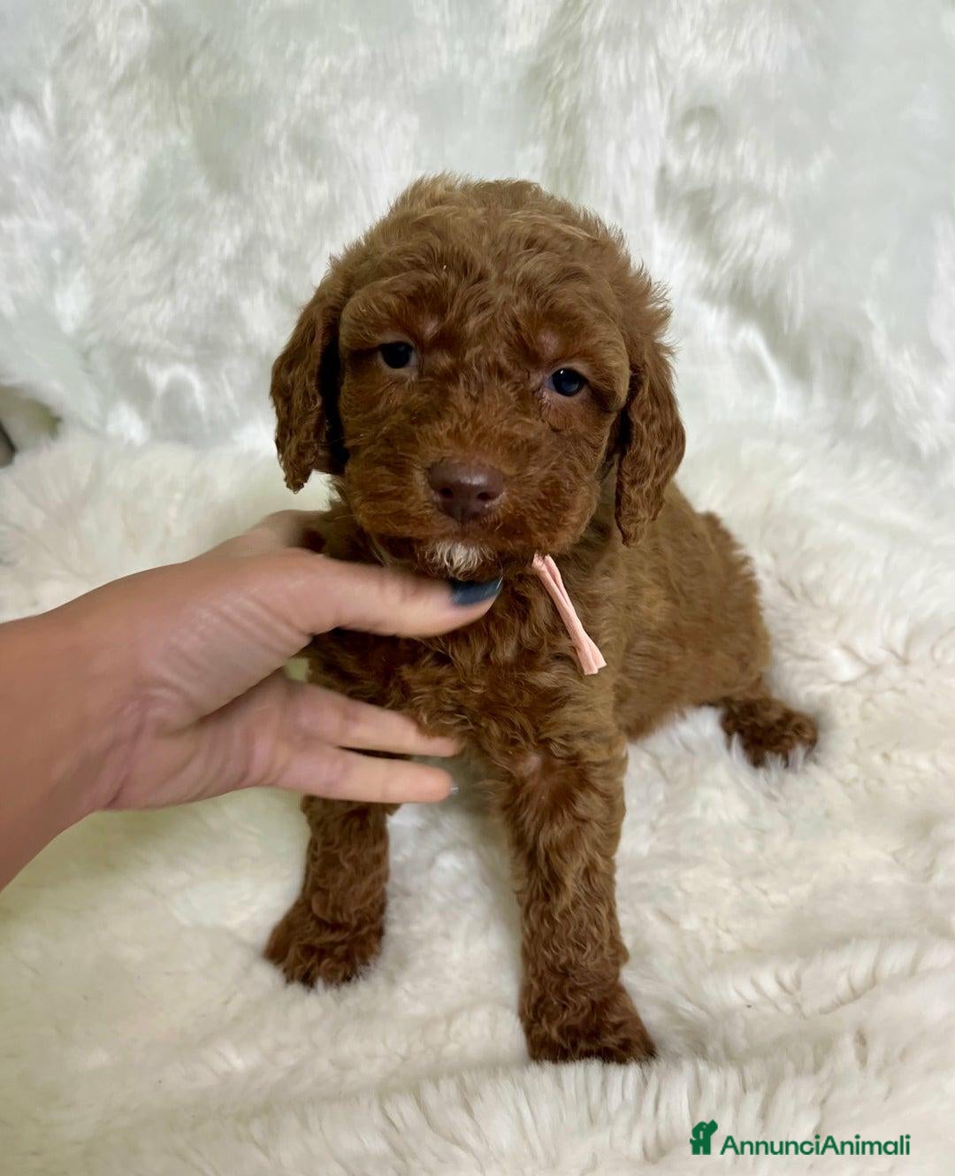 Golden Retriever cani in vendita: Australian Golden DoubleDoodle - Annuncio 21