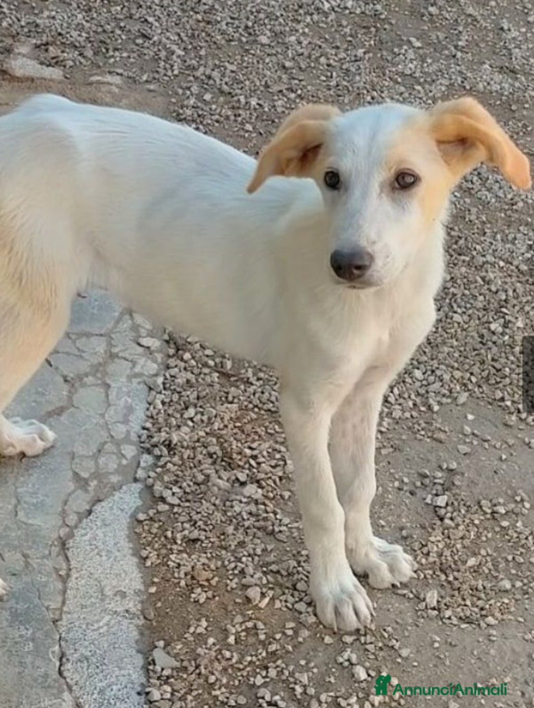 Meticcio cani in regalo: 1anno pelo chiaro femmina salita mesi fa!COMO SOS a Città metropolitana di Milano - Annuncio 4