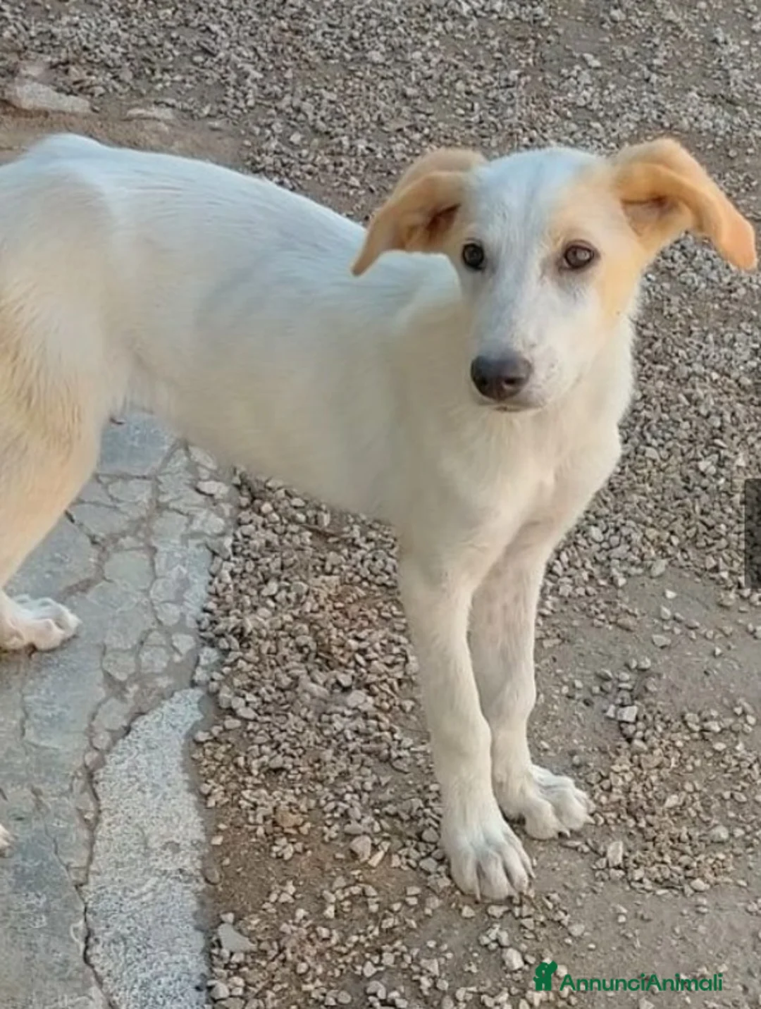 Meticcio cani in regalo: 1anno pelo chiaro femmina salita mesi fa!COMO SOS a Città metropolitana di Milano - Annuncio 4