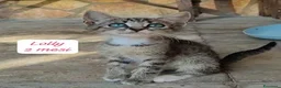Altre razze gatti in regalo: Gattini desiderosi di trovare famiglia  a Provincia di Prato - Annuncio 3