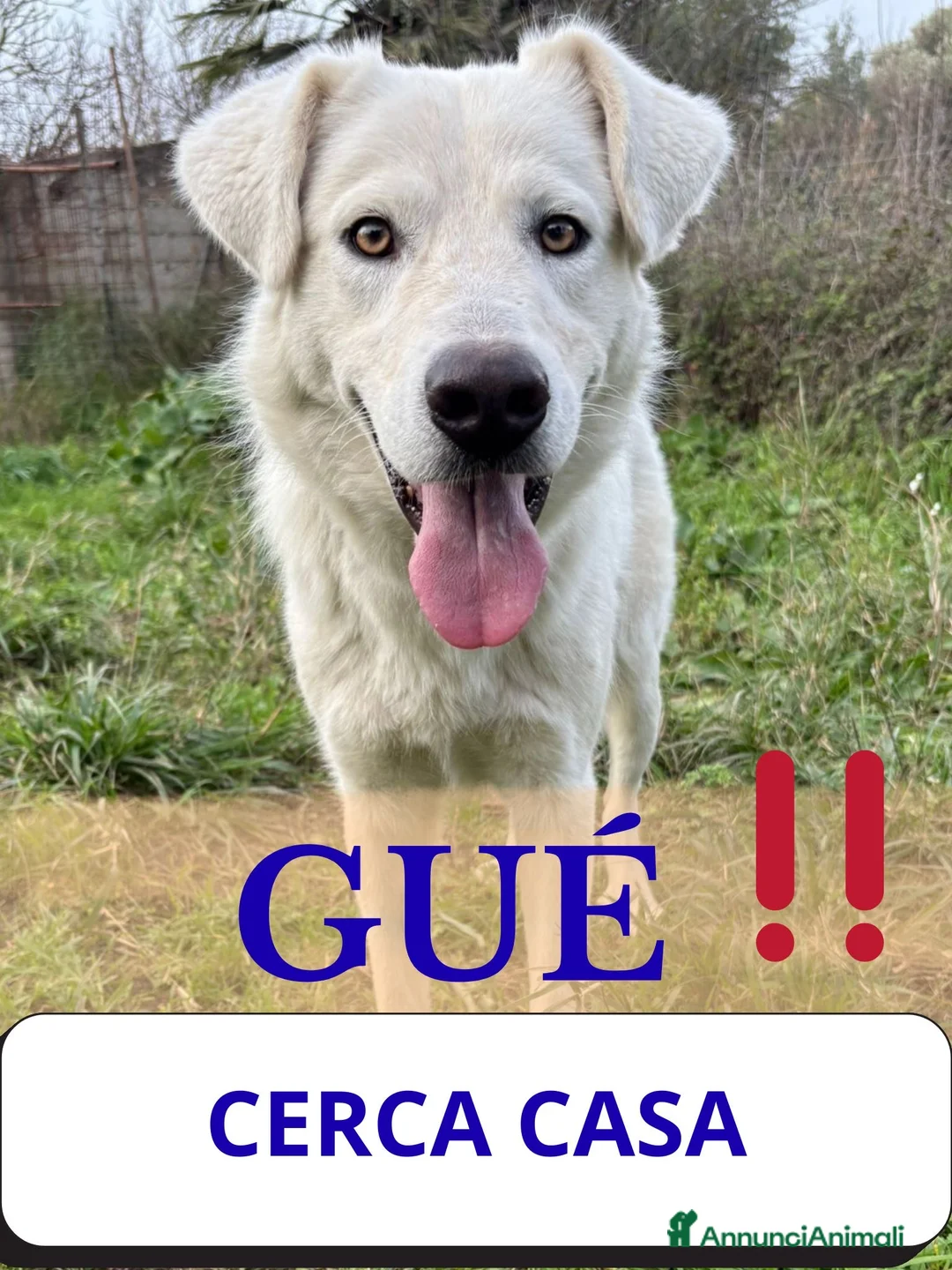 Meticcio cani in regalo: GUE’ 💙 - adozione urgente: nessuno chiama per lui - Annuncio 1