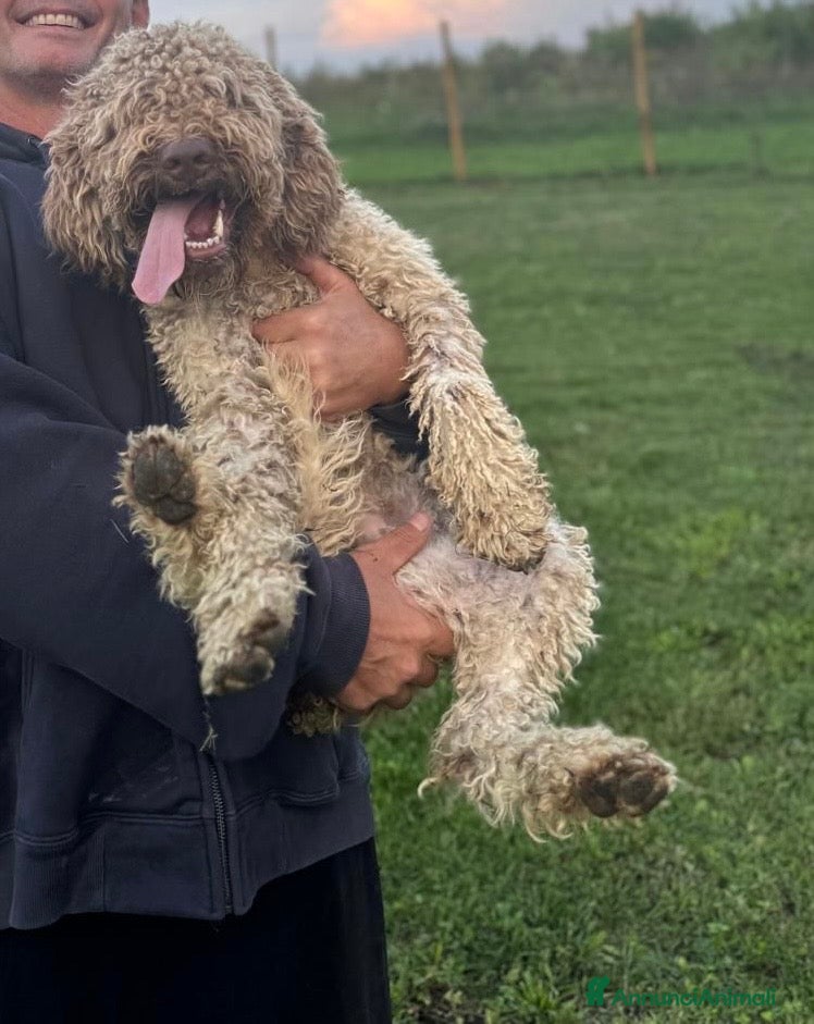 Lagotto cani Cuccioli di lagotto  - Annuncio 5