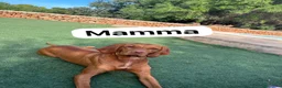 Bracco cani in vendita: Cuccioli di bracco ungherese (Viszla) disponibili - Annuncio 18