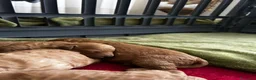 Barboncino cani in vendita: Barboncino nano  - Annuncio 3
