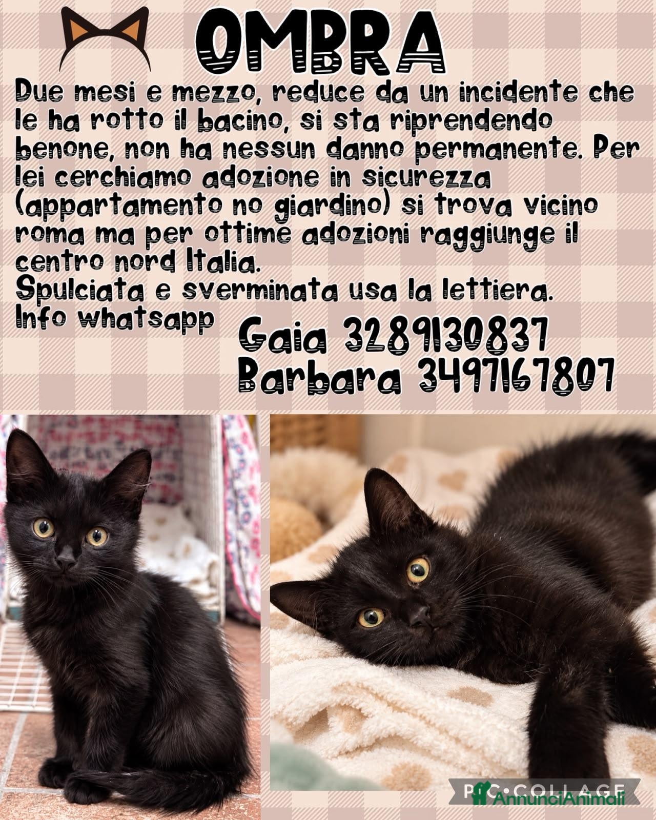 Europeo gatti in regalo: Dolcissima gattina  - Annuncio 3