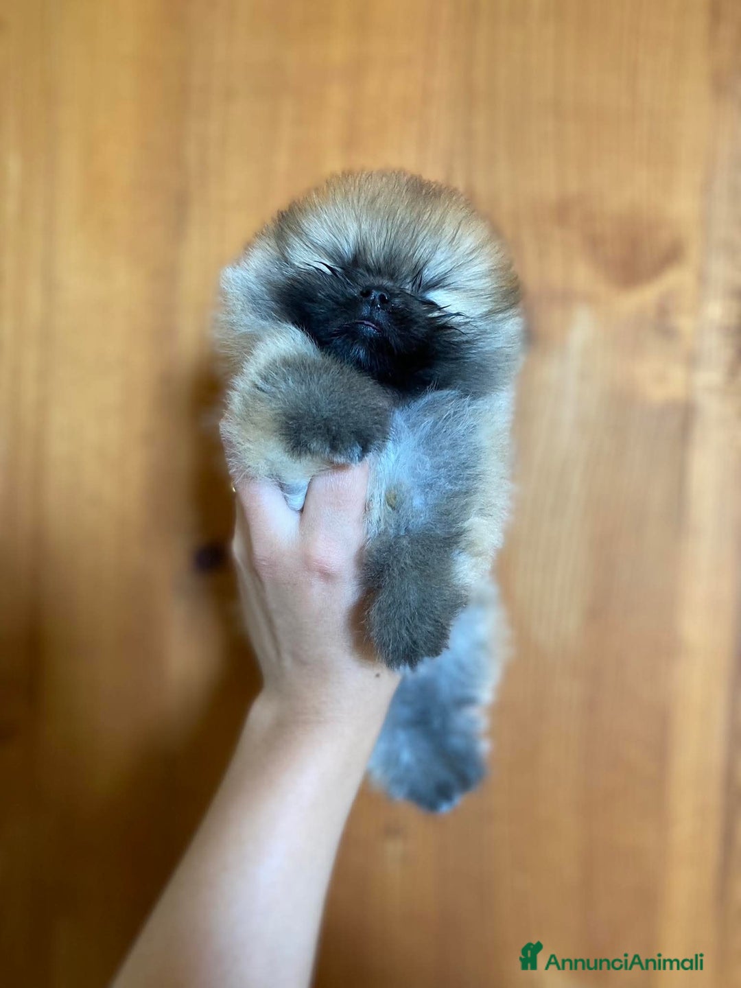 Volpino Pomerania cani in vendita: Volpini di pomerania toy  - Annuncio 6