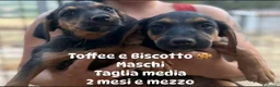 Meticcio cani in regalo: Cuccioli in cerca di casa a Provincia di Modena - Annuncio 5