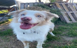 Border Collie cani per accoppiamento: Border Collie Lilac Merle disponibile per monte. a Città Metropolitana di Venezia - Immagine 14