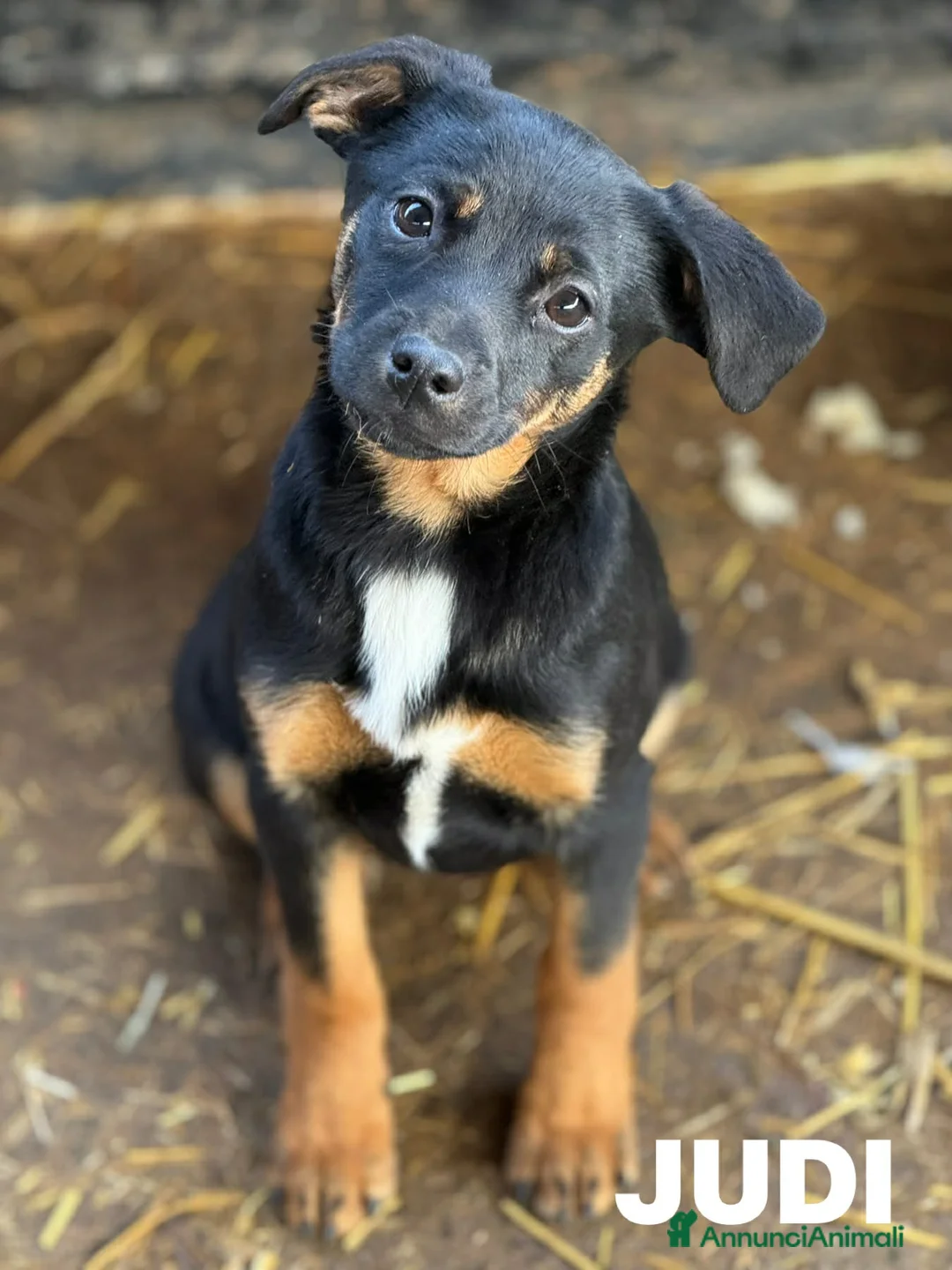 Meticcio cani in regalo: JUDI, cucciola super coccolona! TG MEDIO PICCOLA - Annuncio 1