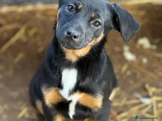 Meticcio cani JUDI, cucciola super coccolona! TG MEDIO PICCOLA - Annuncio 35