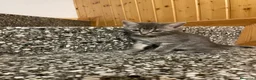 Meticcio gatti in vendita: Gattina giocosa  - Annuncio 6