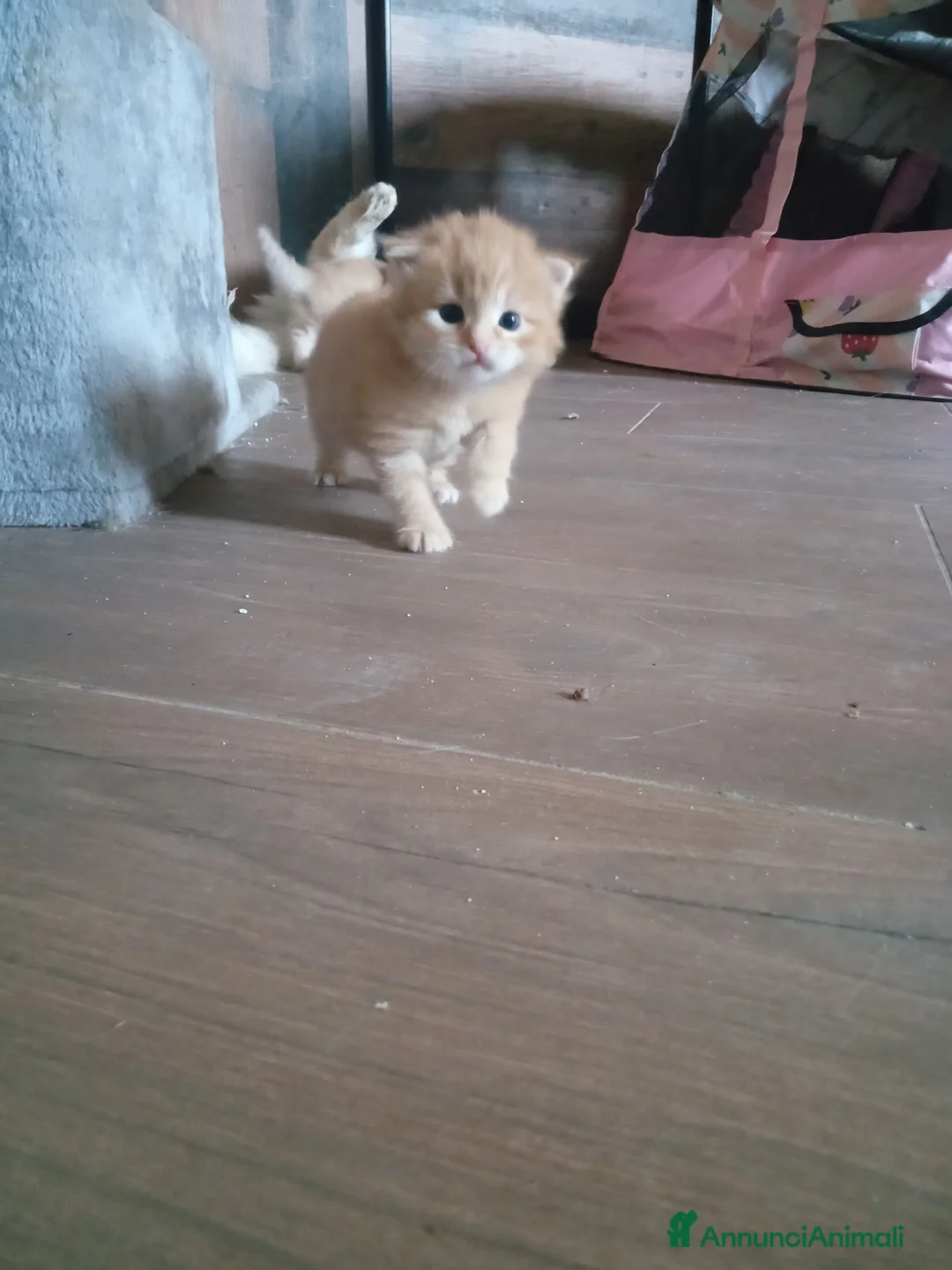 Siberiano gatti in vendita: Cucciola siberiana  - Annuncio 1