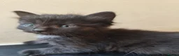 Siberiano gatti in vendita: Cuccioli di siberiano  - Annuncio 3