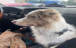 Border Collie cani per accoppiamento: Border Collie Lilac Merle disponibile per monte. a Città Metropolitana di Venezia - Immagine 5