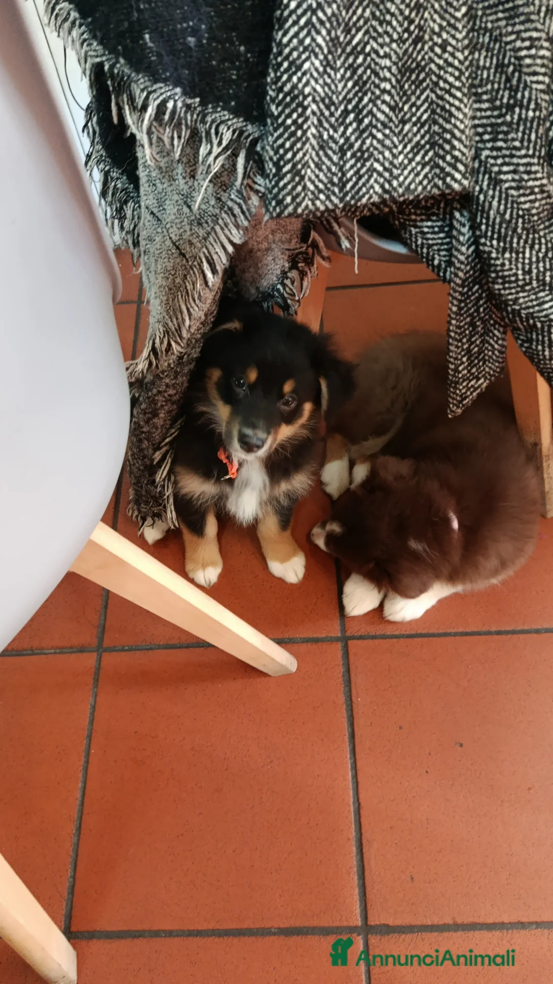 Australian Shepherd cani in vendita: Cucciole pastore australiano  - Annuncio 7