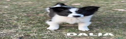 Border Collie cani in regalo: DALIA, mix BORDER COLLIE in miniatura! Dolcissima - Annuncio 4