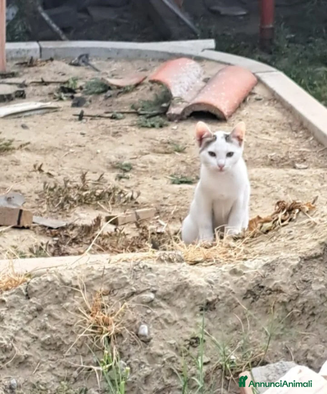 Meticcio gatti in regalo: 3mici 3mesi e mammina da salvare VOGHERA PV. - Annuncio 2
