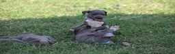 Pitbull cani in vendita: Cuccioli di Pit Bull Blue Nose anche a rate - Annuncio 23
