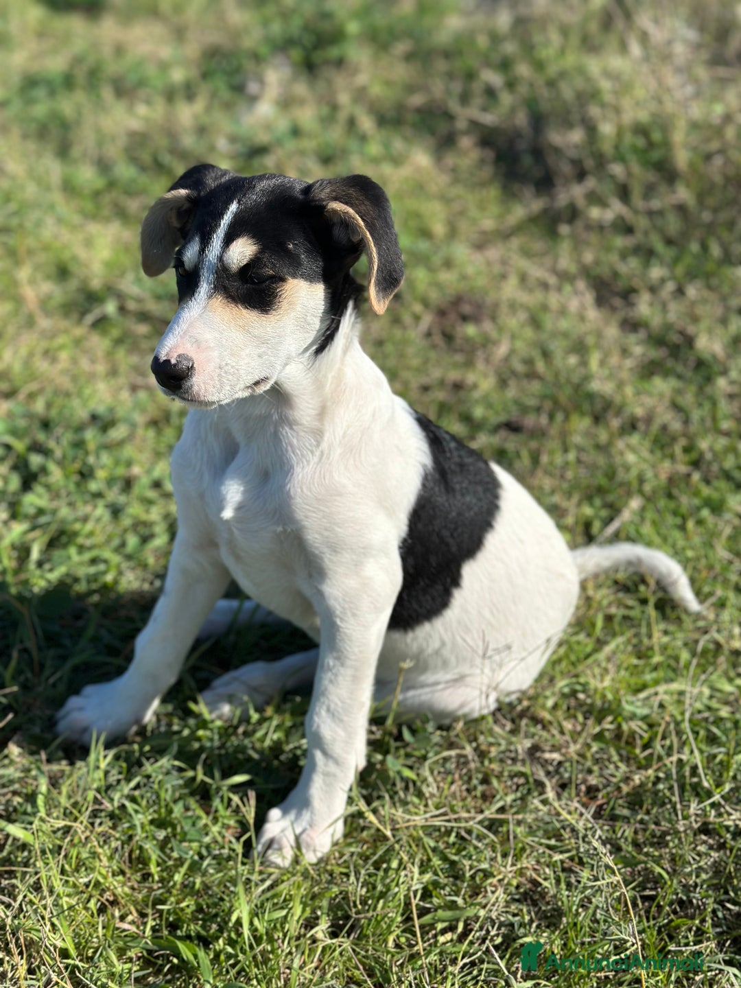 Meticcio cani in regalo: Eros cerca casa - Annuncio 2