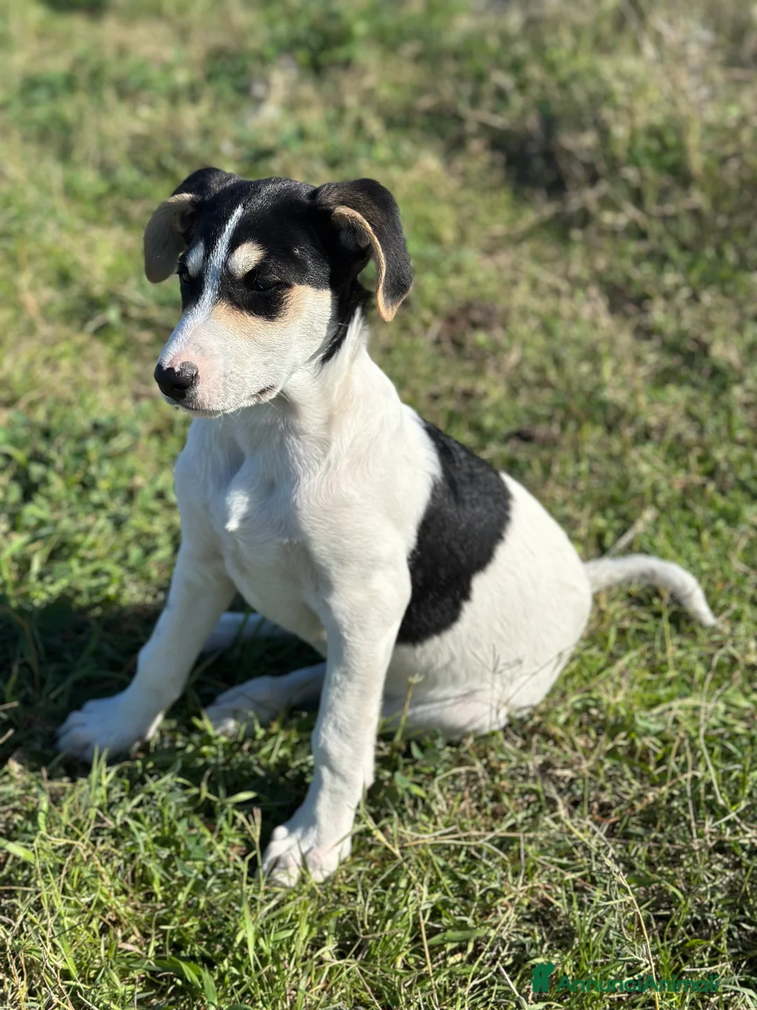 Meticcio cani in regalo: Eros cerca casa - Annuncio 2