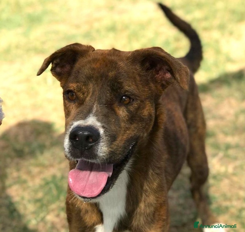 Boxer cani Rap, simpaticissimo simil boxerino a Provincia di Latina - Annuncio 3