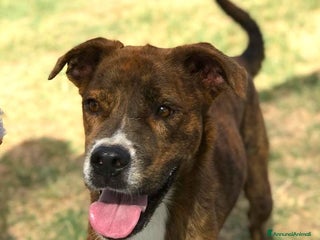 Boxer cani Rap, simpaticissimo simil boxerino a Provincia di Latina - Annuncio 1