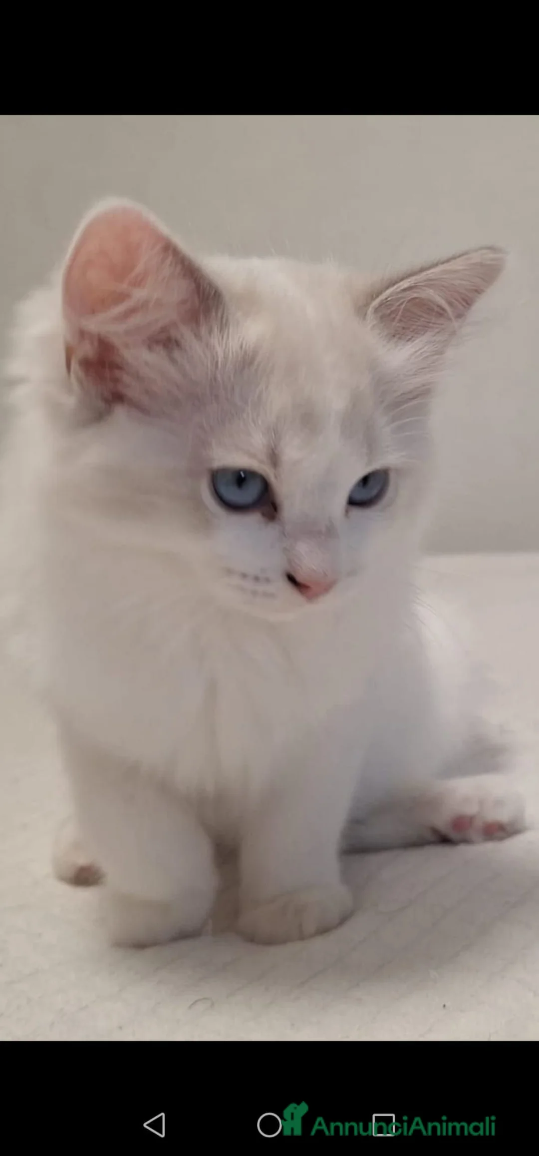 Ragdoll gatti in vendita: Ragdoll - Annuncio 2