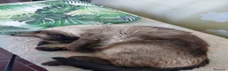 Europeo gatti in regalo: Gattina cerca casa e famiglia amorevole  a Città metropolitana di Milano - Annuncio 2