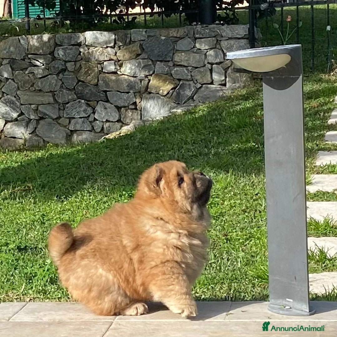 Chow Chow cani in vendita: Chow Chow Cucciole femmine nero e rosso  - Annuncio 13