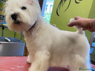 West Highland cani West Highland - Annuncio 1